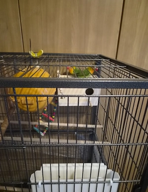 schöne vögel 