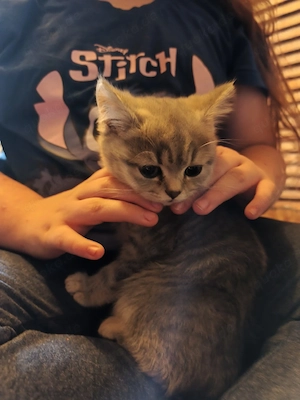BKH Kater 