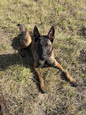 Lexa   Braune Malinois-Hündin