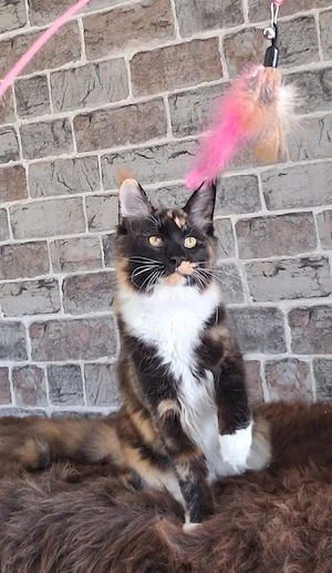 2 Bildhübsche bunte Maine Coon Schwestern 7 Monate jung mit Stammbaum, auch einzel Abgabe