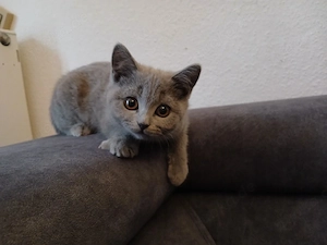 Bhk Babykatzen