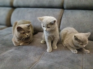 Bhk Babykatzen