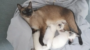 siam kitten 
