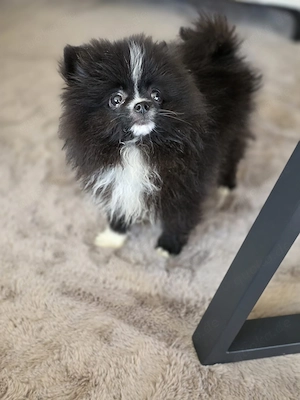 Wunderschöner Pomeranian Welpe zu vergeben 