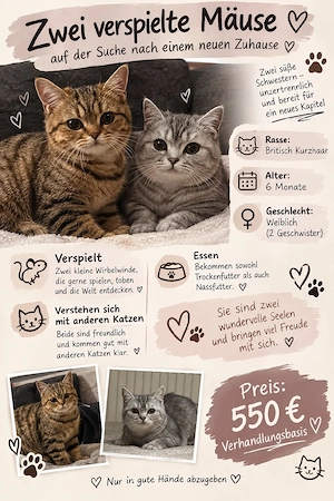 brittisch kurzhaar kitten
