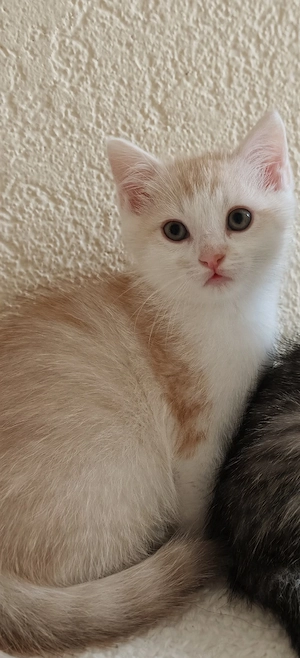 Zauberhafter kleiner Kater sucht liebevolles Zuhause     