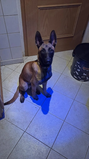 Odin   HellBrauner Malinois-Rüde