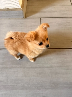 Pomchi Rüde darf ausziehen