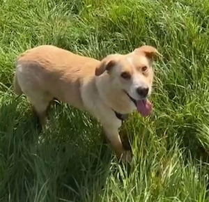 Hugo sucht ein liebevolles Zuhause mit Geduld und Geborgenheit