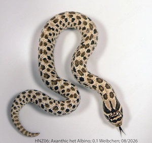 Hakennasennattern Heterodon nasicus Nachzuchten 2026 Albino, Axanthic