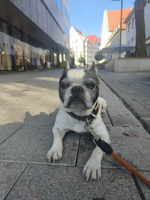 Suchen Bulldogge 