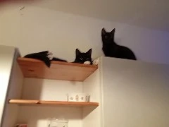 Katzen ab zu geben 