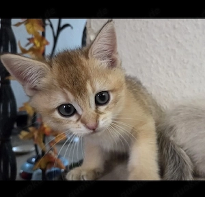 Wunderschönes BKH-Siam Katzenmädchen sucht ein neues Zuhause!
