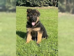 Reinrassige Deutsche Schäferhund Welpen!!