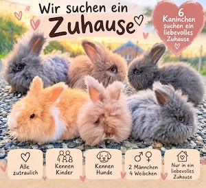 angora kaninchen 