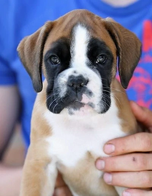 Boxer Welpe sucht zuhause 