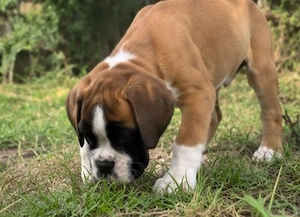 Boxer Welpe sucht zuhause 