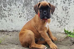 Boxerwelpen sucht zuhause