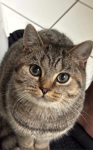 Bkh Katze Graue bieg schwarz weis
