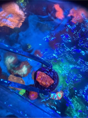 chalice bugatti rot koralle meerwasser 