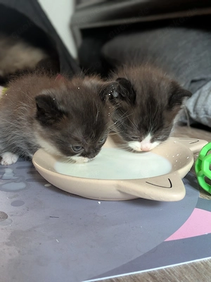 Katzenkitten, Perserkatze, Katzenbaby, Katze