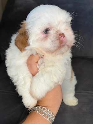Bezaubernde Shih Tzu Welpen suchen ein liebevolles Zuhause.