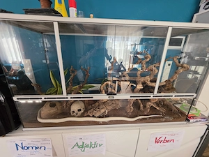 2 Kornnattern mit großem Terrarium und Einrichtung