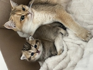 Wunderschöne bkh kitten 