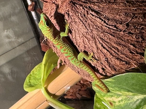 Taggecko - Phelsuma Grandis 