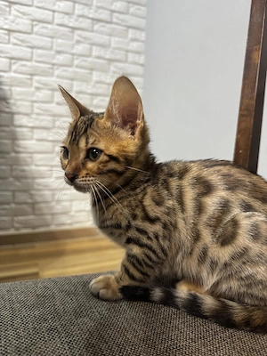 Bengalkatze