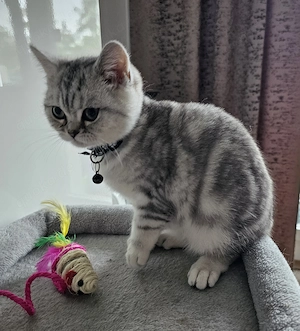 BKH Kitten suchen neues Zuhause