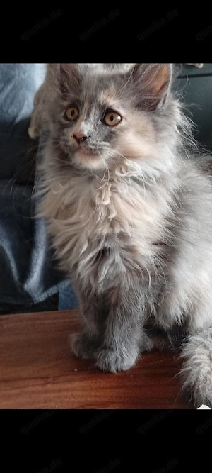 Maine coon Kitten.. Weibliche 