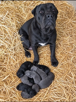 Cane Corso