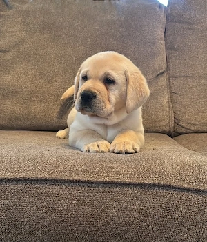    Weißer Labrador Retriever   Ein liebevoller Begleiter fürs Leben