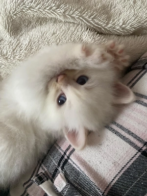süße Maine Coon Perserkitten suchen dich 