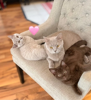   lilac Kitten auszugsbereit