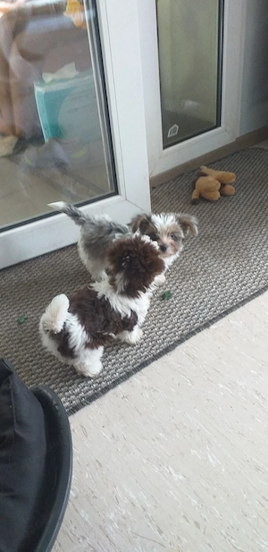 Yorki Welpen zum Verlieben