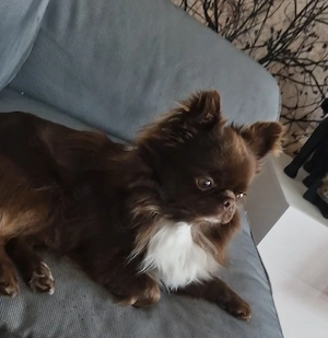 Deckrüde Chihuahua Langhaar Schoko mit weißer Brust