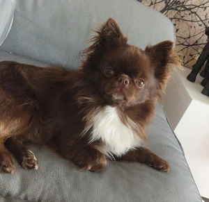 Deckrüde Chihuahua Langhaar Schoko mit weißer Brust