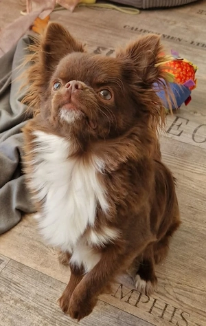 Deckrüde Chihuahua Langhaar Schoko mit weißer Brust