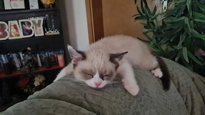 BKH mischlings katze 