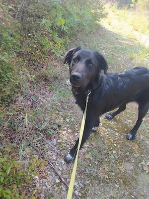 kleinere Border Collie Mix Hündin 8Mon 17kg 43cm vom Hundetrainer