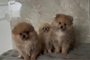 pomeranian zwergspitz welpen 