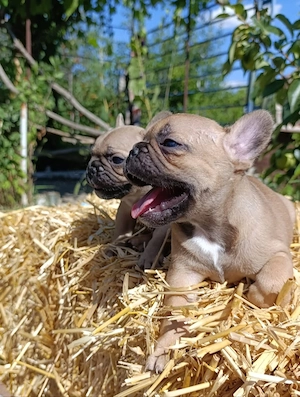 Französische Bulldogge