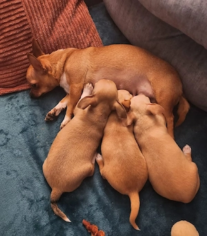 Reinrassiger Chihuahua-Welpe .K H