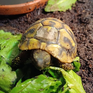 Griechische Landschildkröten