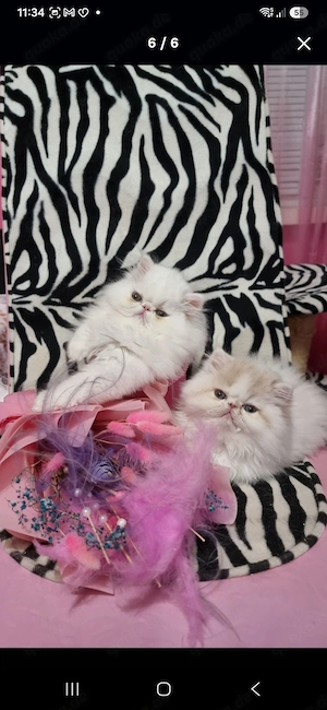 Perserkatze
