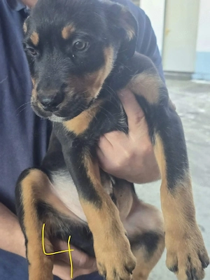 Rottweiler mix  Appenzeller 