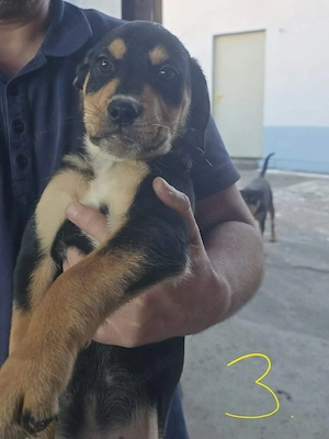 Rottweiler mischling  Appenzeller 