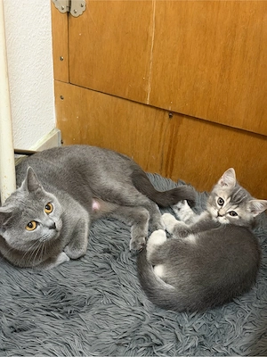 britisch Katzen Baby männlich